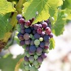 Brand X Pictures/Brand X Pictures/Getty Images A tremendous diversity of grape varieties allow them to be grown in a wide range of environments.