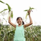 Seiya Kawamoto/Lifesize/Getty Images Harvest corn when the ears are filled out and the silk has darkened.