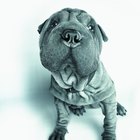 Is The Algae In The Dog S Water Bowl Toxic Is The Algae In The Dog S Water Bowl Toxic