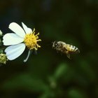 Hemera Technologies/Photos.com/Getty Images Take caution when wishing your honeybees away.