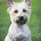difference between havanese and coton de tulear differences between a havanese a coton de tulear pets difference between havanese and coton de tulear differences between a havanese a coton de tulear pets