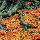Jupiterimages/liquidlibrary/Getty Images Kill tree roots to prevent sprouts from developing.