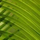 Photos.com/Photos.com/Getty Images Treat both sides of the palm fronds for mites.