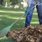 George Doyle/Stockbyte/Getty Images A pile of dead leaves can turn into soil-improving compost.