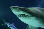 Best Place To Find Shark Teeth Myrtle Beach Best Place To Find Shark Teeth Myrtle Beach
