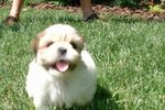 how often should a shih tzu be groomed how often should i bathe my shih tzu puppy ehow how often should a shih tzu be groomed how often should i bathe my shih tzu puppy ehow