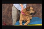 Video: Dog Massage for Hip Dysplasia: Sacrum | eHow