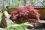 How to Save an Almost Dead Japanese Maple Tree | eHow