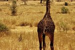 Facts About Baby Giraffes | eHow