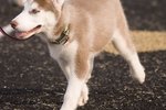 Why Do Dogs Lick Your Nose Ehow