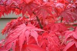 How Much Does a Red Maple Tree Cost? | eHow