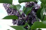 Lilac Bush Diseases | eHow