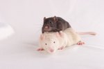 Animal testing persuasive speak