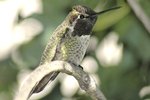 diy hummingbird feeder from adtic gallon jug