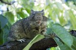 Video How To Tell If Your Dog Has Eaten Rat Poison Ehow