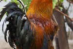 Thatcher cock crows at dawn but hen lays egg confirm. agree Remarkable, thatcher cock crows at dawn but hen lays egg that