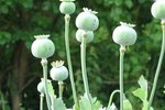 common poppy seedlings
