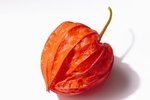 How to Harvest Chinese Lantern Seeds | eHow