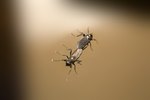 How Long Do Gnats Live In Your House - Where Do Gnats Come From?