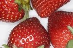 How to Get Rid of Ants Eating Strawberries