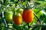 blight treatment for tomatoes