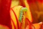 how to get rid of an inchworm infestation with pictures ehow how to get rid of an inchworm infestation with pictures ehow