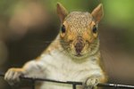 How to Stop Rabbits From Eating Hostas | eHow