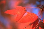 october glory maple vs autumn blaze maple