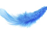 How to Clean Feathers | eHow