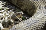 How to Compare and Contrast Reptiles and Amphibians | eHow