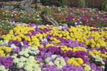 How to Care For Mums in Winter