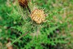 kill sticker weeds burr goat burrs stickers grass ehow heads plants