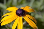 When To Cut Back Black Eyed Susan Plants - when to cut back black eyed susan plants