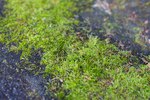 best moss treatment for roofs