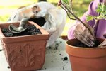 Do Geraniums Come Back Next Year - How Long Do Potted Geraniums Last