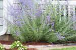 When & How to Prune Russian Sage Plants? | eHow