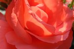 Baccara Rose Meaning Baccara Rose Meaning