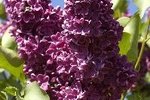 Lilac Bush Diseases | eHow