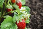 mice eat indoor strawberry seedlings
