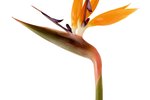 How to Prune a Bird of Paradise Plant | eHow