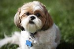 shih tzu eye cleaning shih tzu puppy eye cleaning ehow shih tzu eye cleaning shih tzu puppy eye cleaning ehow