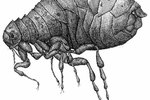 What Attracts Fleas & Ticks to Animals?