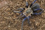 What Spiders Have Blue Markings?