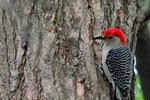 How to Care for a Woodpecker