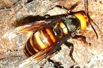 How to Get Rid of Japanese Hornets