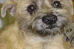 How to Care for a Cairn Terrier