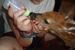 How to Bottle Feed an Orphaned Fawn