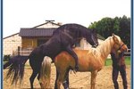 How to Handle an Aggressive Breeding Stallion