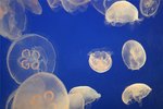 How to Pick Up a Jellyfish Without Getting Stung