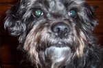 How to Care for a Schnoodle Dog With Sensitive Skin